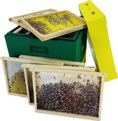 Ul edukacyjny na ramkę wielkopolską 