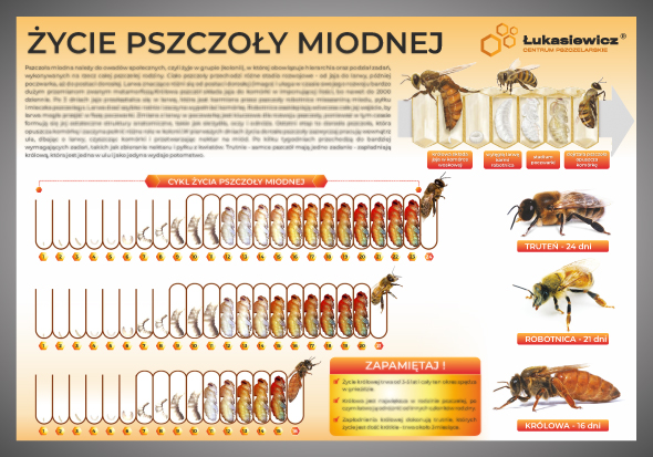 Cykl %c5%bbycia pszczo%c5%81y miodnej