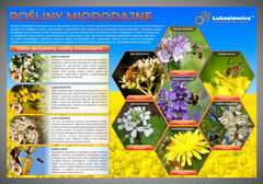 Tablica edukacyjna 60x42cm- ROŚLINY MIODODAJNE (wzór heksagony)