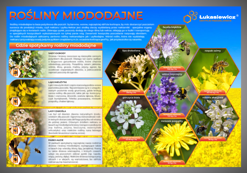 Tablica ser 2  2  ro%c5%9aliny miodne