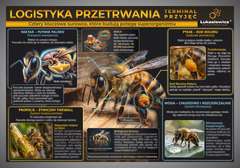 Tablica edukacyjna 60x42cm- LOGISTYKA PRZETRWANIA- TERMINAL PRZYJĘĆ